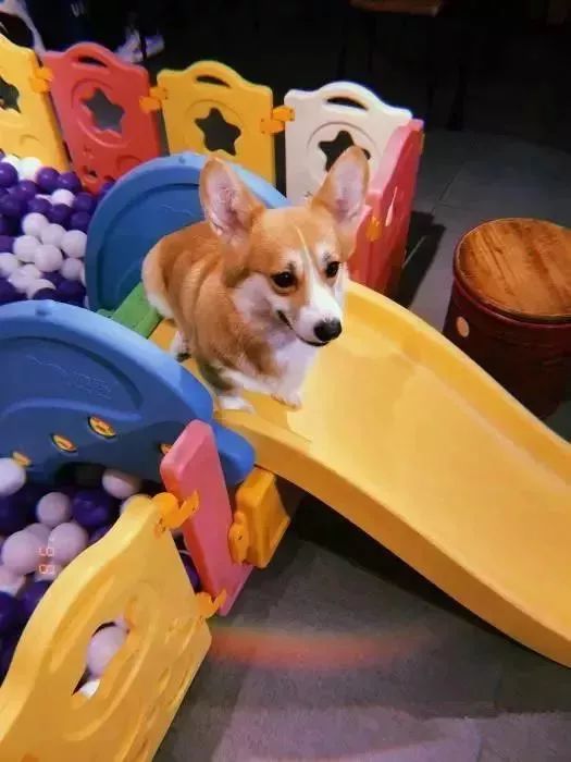 魔都最受欢迎的允许带宠物入住的餐厅推荐(图25) 宠物咖啡店养什么宠物_带宠物上咖啡馆共度好时光_dirtycafe宠物咖啡馆