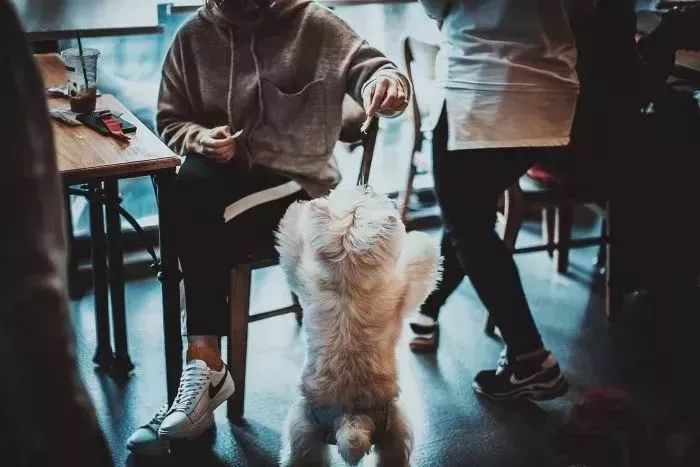 魔都最受欢迎的允许带宠物入住的餐厅推荐(图26) 带宠物上咖啡馆共度好时光_dirtycafe宠物咖啡馆_宠物咖啡店养什么宠物