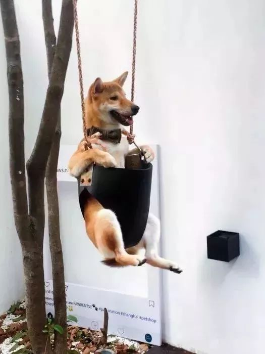 魔都最受欢迎的允许带宠物入住的餐厅推荐(图29) dirtycafe宠物咖啡馆_带宠物上咖啡馆共度好时光_宠物咖啡店养什么宠物