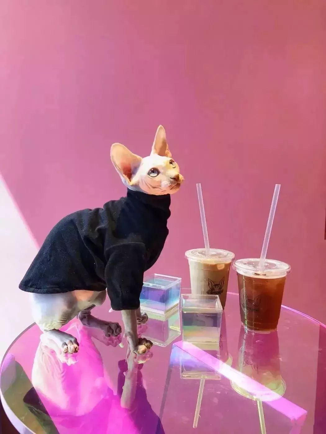 魔都最受欢迎的允许带宠物入住的餐厅推荐(图32) dirtycafe宠物咖啡馆_带宠物上咖啡馆共度好时光_宠物咖啡店养什么宠物