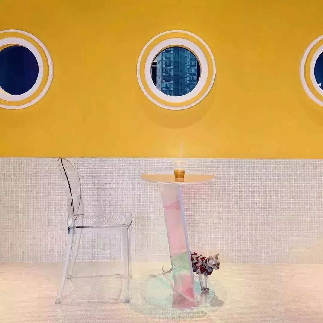 魔都最受欢迎的允许带宠物入住的餐厅推荐(图37) 带宠物上咖啡馆共度好时光_宠物咖啡店养什么宠物_dirtycafe宠物咖啡馆