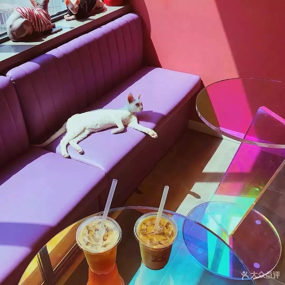 魔都最受欢迎的允许带宠物入住的餐厅推荐(图38) 宠物咖啡店养什么宠物_带宠物上咖啡馆共度好时光_dirtycafe宠物咖啡馆