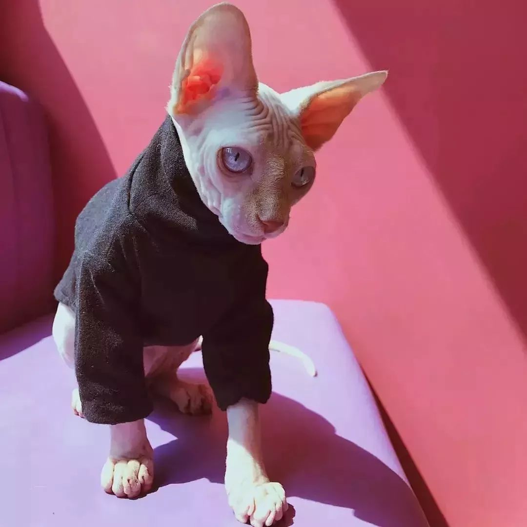 魔都最受欢迎的允许带宠物入住的餐厅推荐(图39) dirtycafe宠物咖啡馆_宠物咖啡店养什么宠物_带宠物上咖啡馆共度好时光