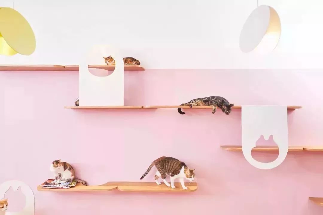 魔都最受欢迎的允许带宠物入住的餐厅推荐(图41) dirtycafe宠物咖啡馆_带宠物上咖啡馆共度好时光_宠物咖啡店养什么宠物