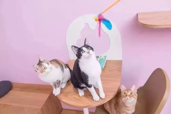 魔都最受欢迎的允许带宠物入住的餐厅推荐(图42) 宠物咖啡店养什么宠物_dirtycafe宠物咖啡馆_带宠物上咖啡馆共度好时光