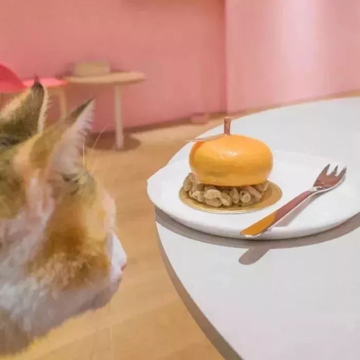 魔都最受欢迎的允许带宠物入住的餐厅推荐(图43) 宠物咖啡店养什么宠物_dirtycafe宠物咖啡馆_带宠物上咖啡馆共度好时光