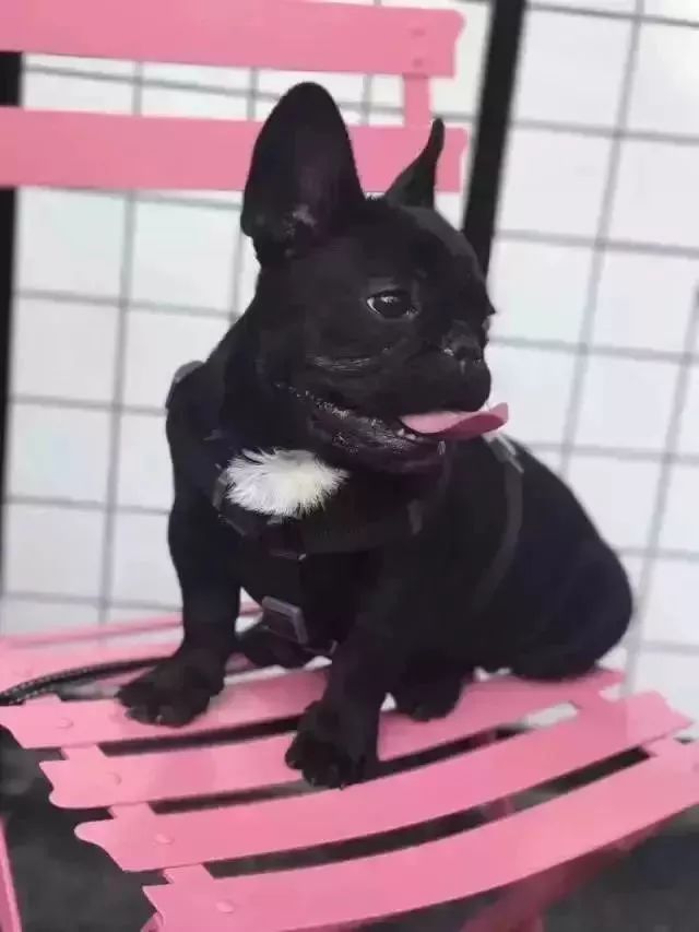 魔都最受欢迎的允许带宠物入住的餐厅推荐(图8) dirtycafe宠物咖啡馆_带宠物上咖啡馆共度好时光_宠物咖啡店养什么宠物