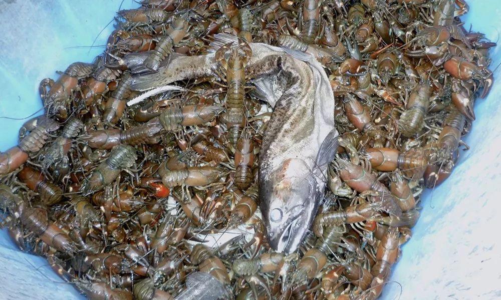 西餐莲藕 小龙虾从美国到江苏的旅程:非它选择而是我们的选择(图15) 图片