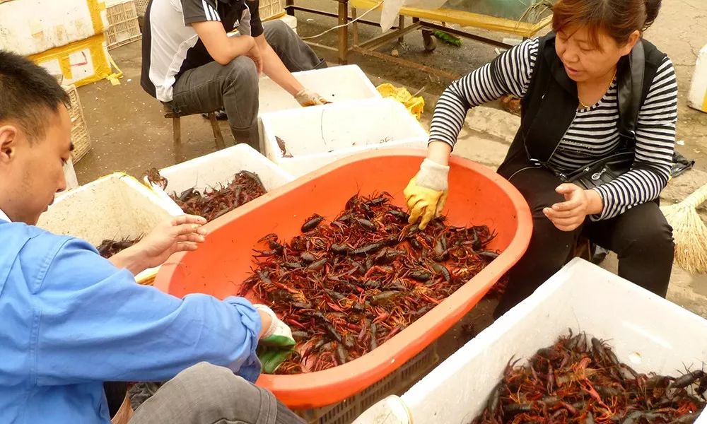 西餐莲藕 小龙虾从美国到江苏的旅程:非它选择而是我们的选择(图24) 图片