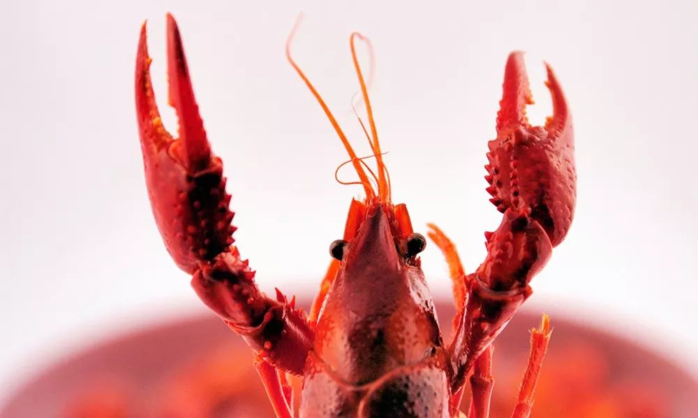 西餐莲藕 小龙虾从美国到江苏的旅程:非它选择而是我们的选择(图25) 图片